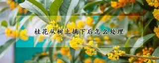 桂花从树上摘下后怎么处理,第1图