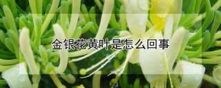 金银花黄叶是怎么回事,第1图