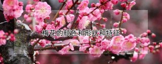 梅花的颜色和形状和特征,第1图