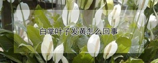 白掌叶子发黄怎么回事,第1图