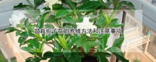 盆栽栀子花的养殖方法和注意事项,第1图