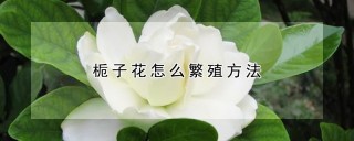 栀子花怎么繁殖方法,第1图