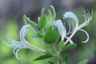 如何修剪金银花，4步即可完成金银花的修剪,第1图