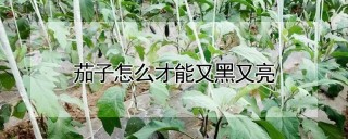 茄子怎么才能又黑又亮,第1图