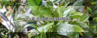 白掌适合哪些自制肥料,第1图