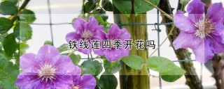 铁线莲四季开花吗,第1图