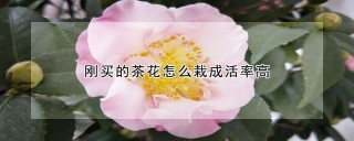 刚买的茶花怎么栽成活率高,第1图