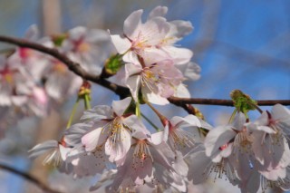 樱花树栽培技术与管理,第3图