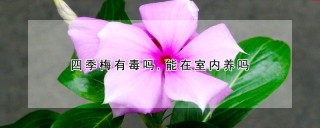 四季梅有毒吗,能在室内养吗,第1图