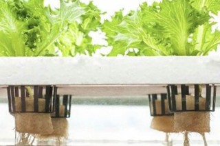 水培蔬菜怎么种植方法,第3图