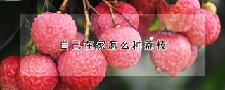 自己在家怎么种荔枝,第1图