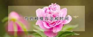 芍药种植方法和时间,第1图