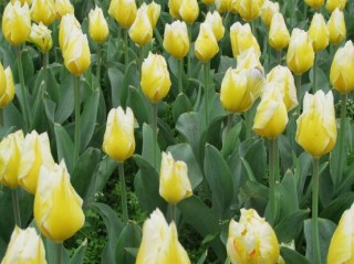 郁金香什么时候开花，每年3-5月开花,第6图