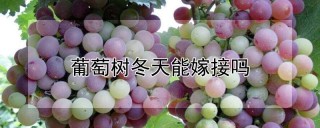 葡萄树冬天能嫁接吗,第1图