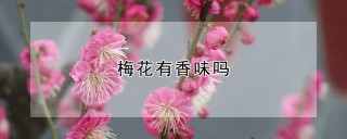 梅花有香味吗,第1图