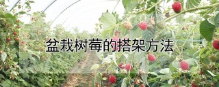 盆栽树莓的搭架方法,第1图