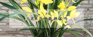 兰花8月份能换盆吗,第1图