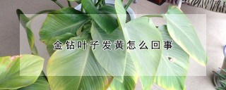 金钻叶子发黄怎么回事,第1图