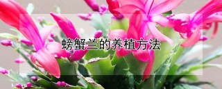 螃蟹兰的养植方法,第1图