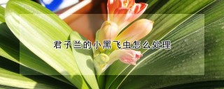 君子兰的小黑飞虫怎么处理,第1图