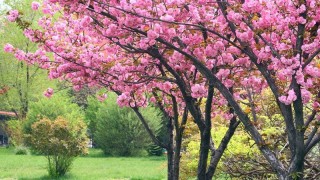 樱花树怎么种植,第1图