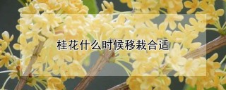 桂花什么时候移栽合适,第1图