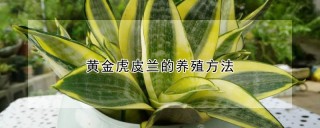 黄金虎皮兰的养殖方法,第1图