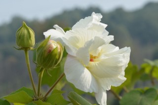 芙蓉花种子怎么种,第3图