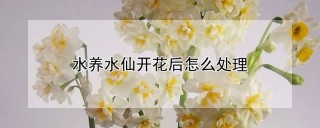 水养水仙开花后怎么处理,第1图