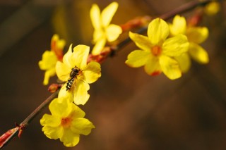 迎春花叶子发霉是怎么回事,第2图