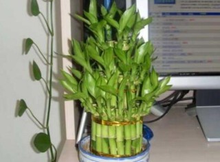 盆栽富贵竹怎么养，教你七个方法养的青翠怡人,第3图