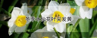 冬季水仙花叶尖发黄,第1图