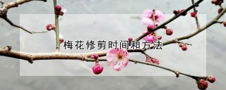 梅花修剪时间和方法,第1图