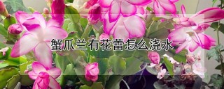 蟹爪兰有花蕾怎么浇水,第1图