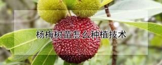 杨梅树苗怎么种植技术,第1图