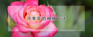 月季花的种植方法,第1图