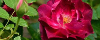 蔷薇花为什么会变色,第1图