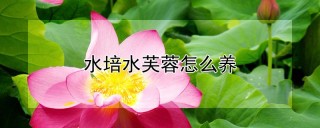 水培水芙蓉怎么养,第1图