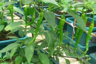 盆栽辣椒的种植方法和注意事项,第2图