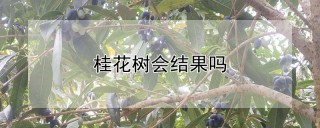 桂花树会结果吗,第1图