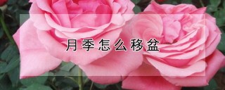 月季怎么移盆,第1图