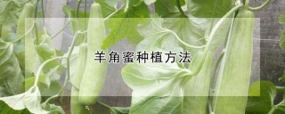 羊角蜜种植方法,第1图