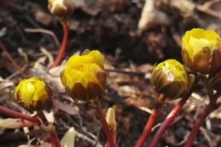 世界上最妖娆最毒的花 世界上最美却又最毒的花,第2图