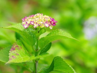 绣球花几月份开花，每年6-8月间盛放(独开一次),第1图