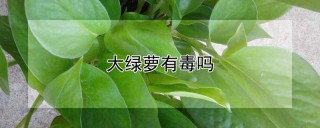 大绿萝有毒吗,第1图