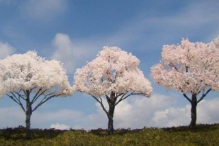 樱花树需要剪枝吗，建议在开春时期进行修剪,第5图