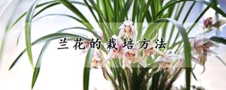 兰花的栽培方法,第1图