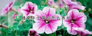 矮牵牛出芽后怎么养护,第1图