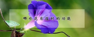 哪些花有报时的功能,第1图