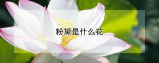 粉黛是什么花,第1图